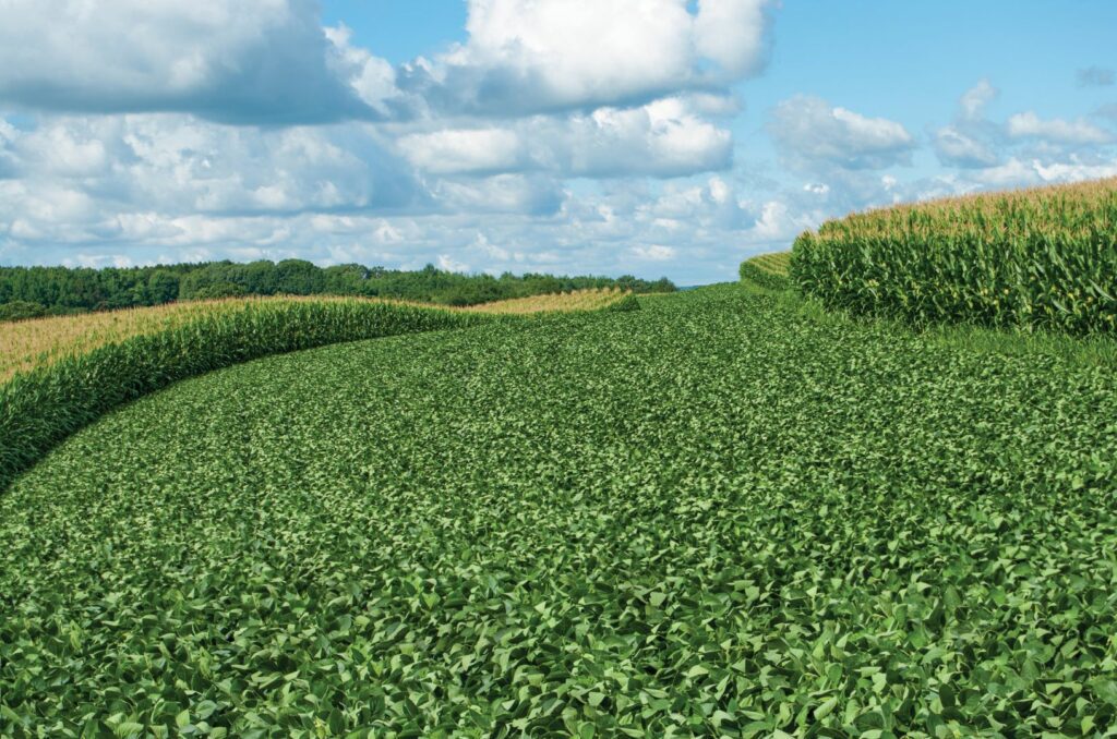 corn field