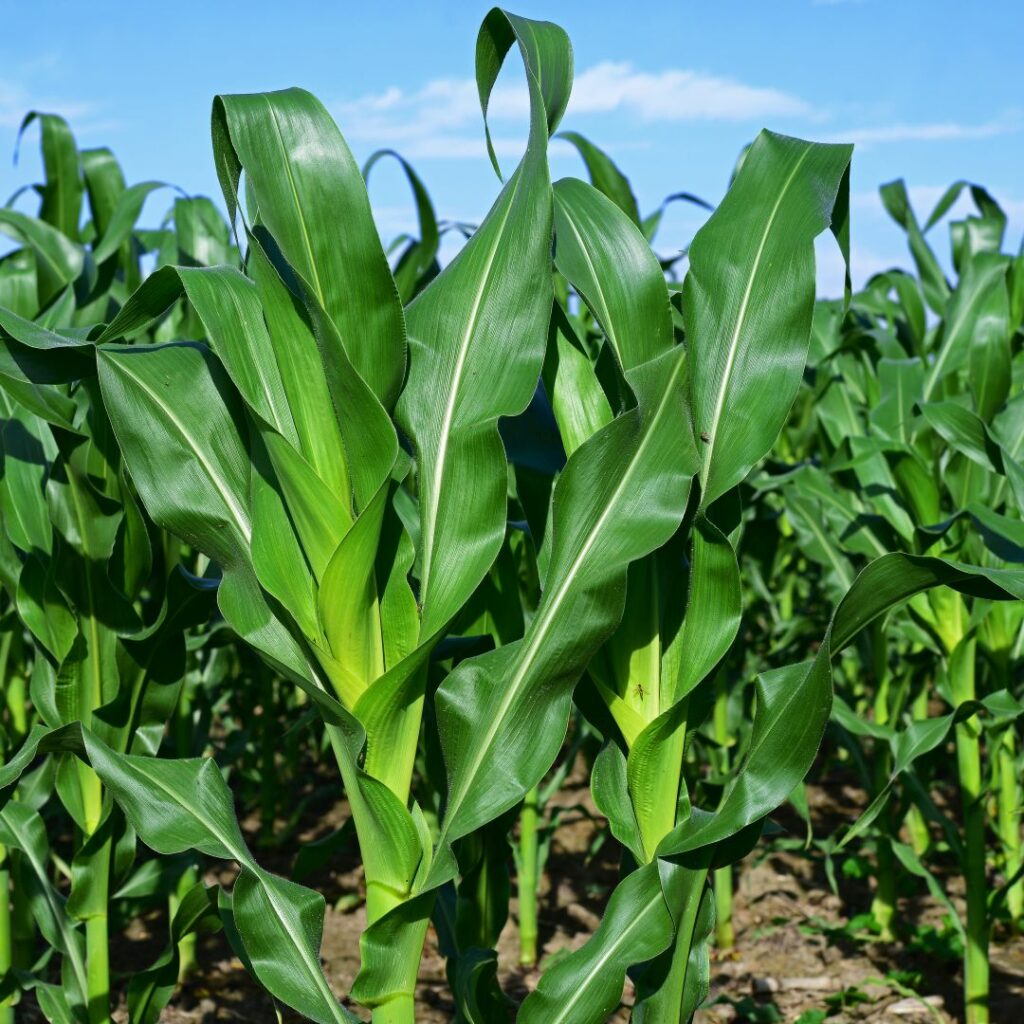 Environmentally Smart Nitrogen