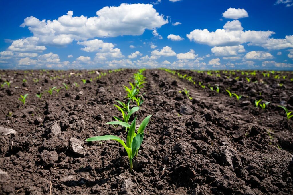 baby corn farming