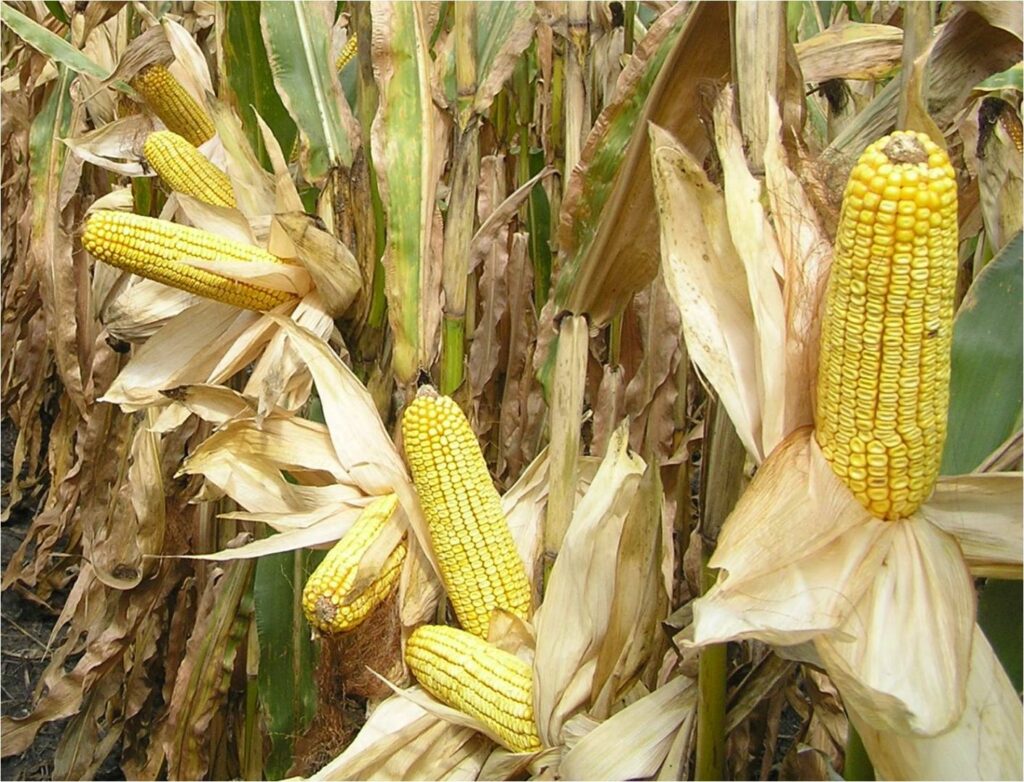 corn ears