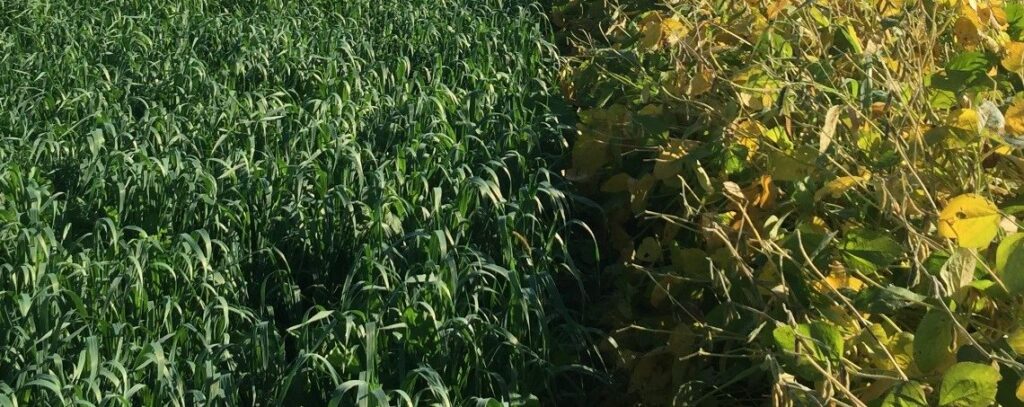 rye cover crop