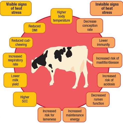 Heat Stress in Dairy Cattle | Midwestern BioAg