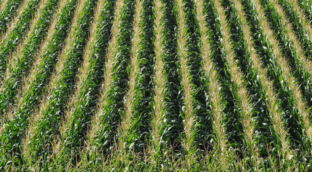 corn-2567524_1920_PIXABAY