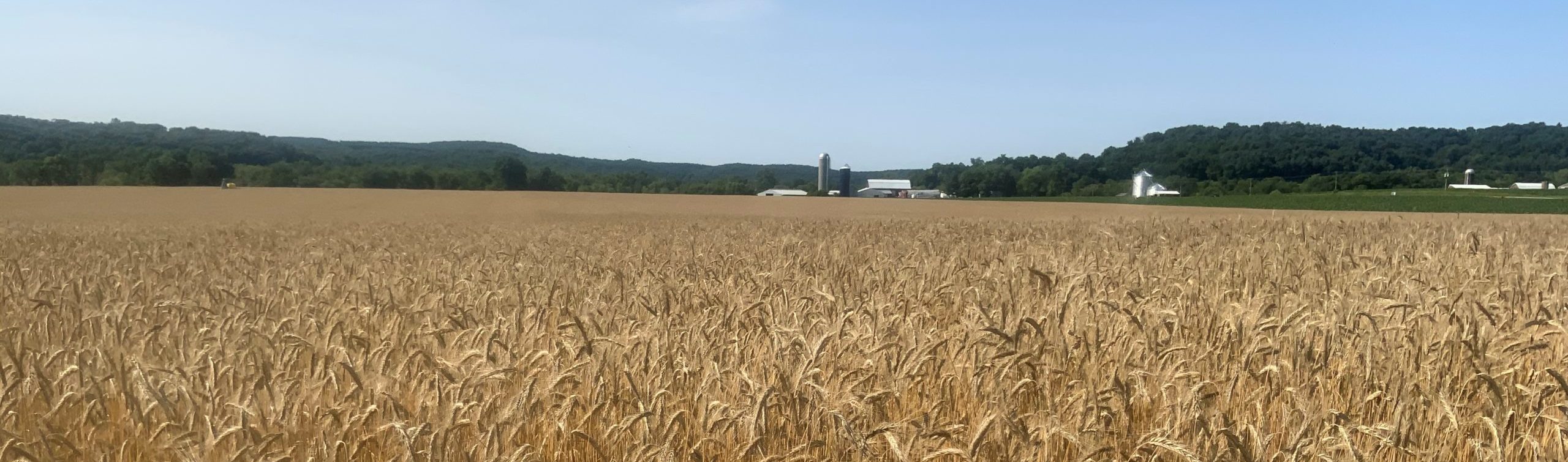 wheat farm