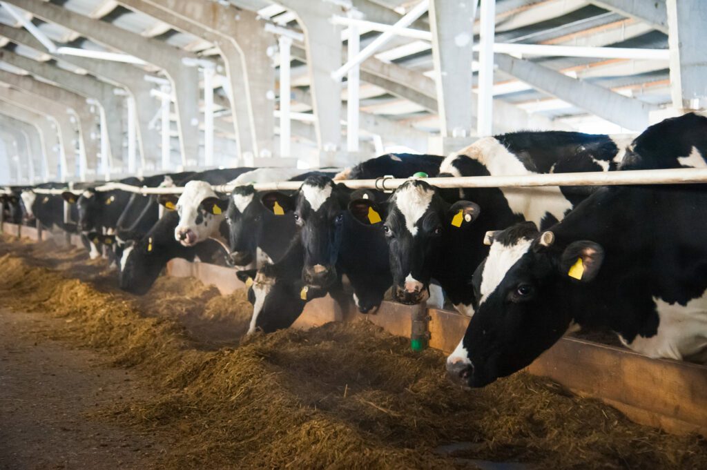 hay for cows