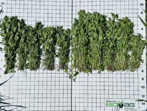 Left control (stand density) , right treatment (Bio-Gel).