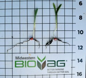 Control left, Bio-Cal right. Western Iowa trial. With hog manure, high magnesium, BioAg management system. 